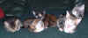 kittens9 4Jan04.JPG (55827 bytes)