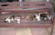 kittens_3 27Jun04.jpg (78680 bytes)