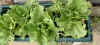 lettuces & onions 18May03.JPG (61402 bytes)