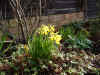narcisses1 14Feb04.jpg (134800 bytes)