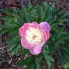 peony Bowl of beauty 29May03.JPG (56345 bytes)