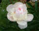 peony fr b2 05Jun04.jpg (57859 bytes)