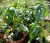 peppers&chillies 19Jun05.jpg (132699 bytes)