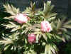 pink tree peony 08May05.jpg (98135 bytes)