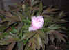 pink tree peony 11May04.jpg (105826 bytes)