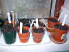 plants 23Feb03.JPG (49739 bytes)