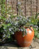 rosemary 09apr04.jpg (92708 bytes)