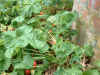 strawberries 18Jun05.jpg (122519 bytes)