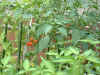 toms&peppers01_17Jul04.jpg (117434 bytes)