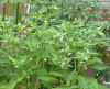 toms&peppers05_17Jul04.jpg (106503 bytes)
