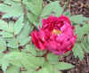 tree peony Hanadaijin2 18May03.JPG (48178 bytes)