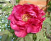 tree peony Hanadaijin 01May05_1.jpg (116006 bytes)