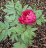 tree peony Hanadaijin 18May03.JPG (54401 bytes)