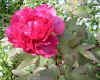 tree peony Hanadaijin 29Apr05_2.jpg (108968 bytes)