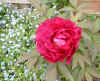tree peony Hanadaijin 30Apr05_1.jpg (103005 bytes)