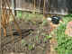veg bed1 31May04.jpg (101569 bytes)